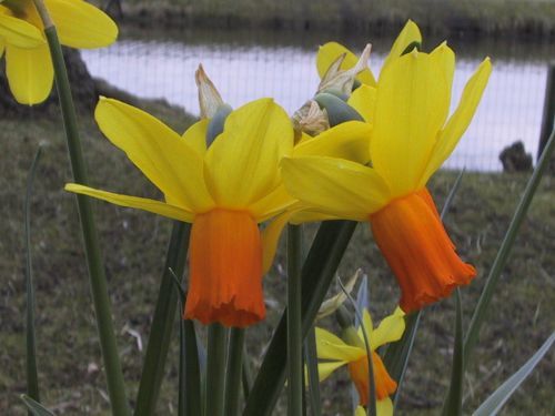 Narcissus 'Itzim' bestellen